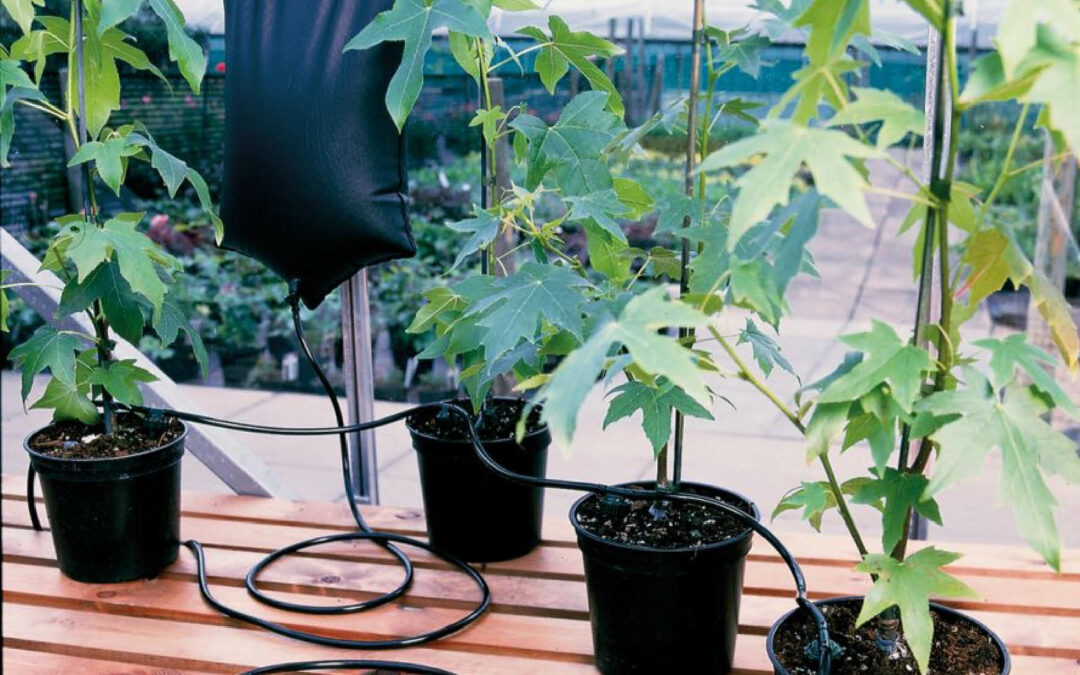 Irriguer sa serre  en verre ACD : quelle solution choisir ?