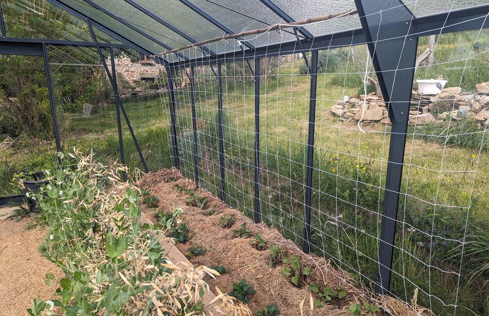 Crochets à tomates pour serre ACD avec un filet 